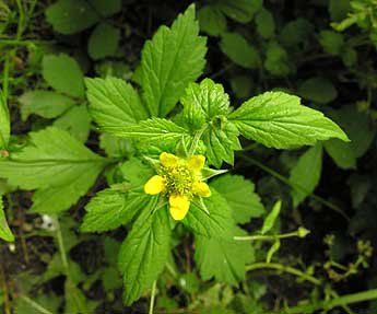 wood avens